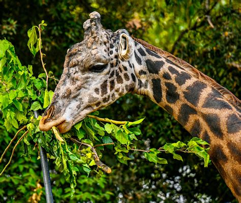 Images Of Giraffe Eating Leaves Giraffe Eating Leaves · Free Stock