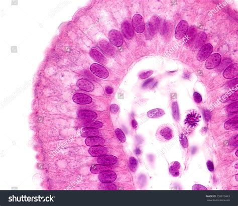 Light Microscope Picture Simple Columnar Epithelium Stockfoto 159810443 ...