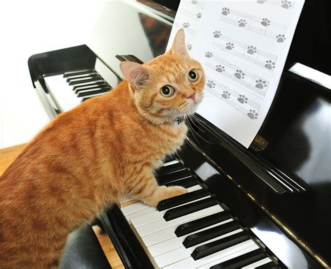 Download Piano Animal Cat HD Wallpaper