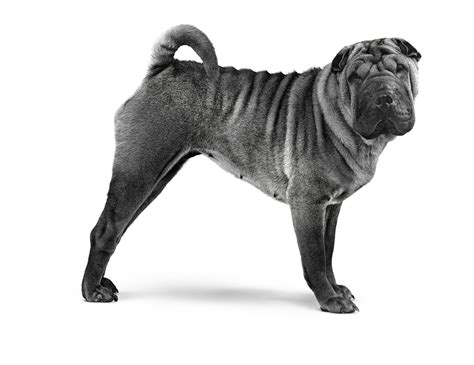 Shar-Pei : caractère, santé, alimentation | Royal Canin FR