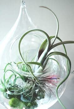 Air Plant Display Ideas 的图像结果
