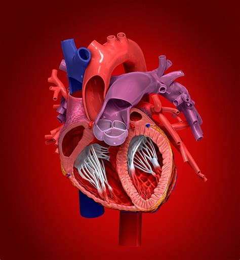 Image result for Heart with Name Using Python