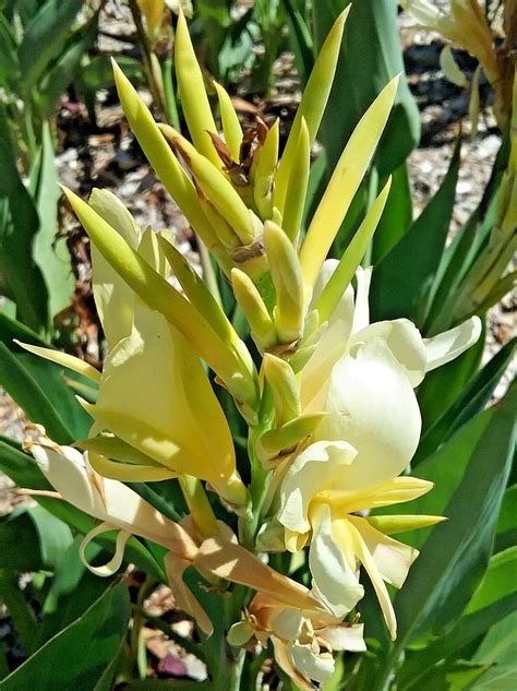 Yellow Canna Lily Plant