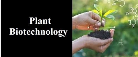Plant Science and Biotechnology 的图像结果