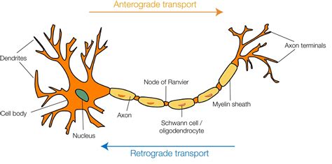 Retrograde And Anterograde Transport