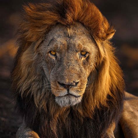 Lev pustinný, smečka na spáleništi | NaturePhoto.cz