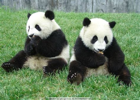 大熊猫图片_野生动物_生物世界_图行天下图库