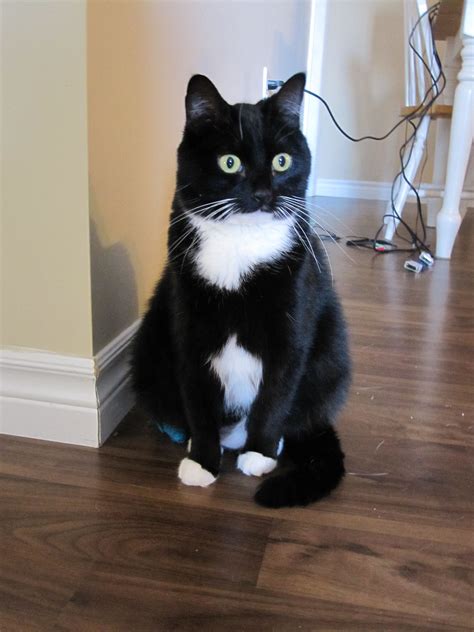 Is A Tuxedo Cat A Breed at Shelly Bruce blog