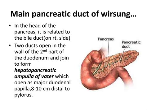 ANATOMY OF PANCREAS | PPTX