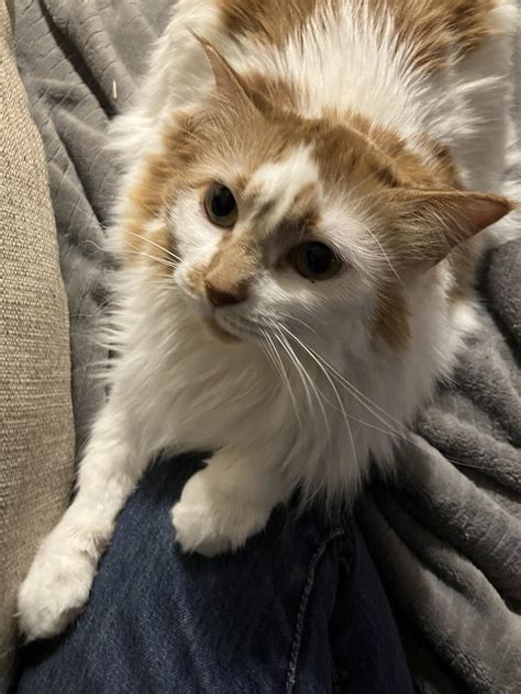 100 days ago I gotcha’d this beautiful floof. Today she put her paws on ...