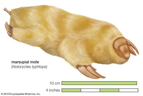 Marsupial mole | burrowing, desert, Australian | Britannica