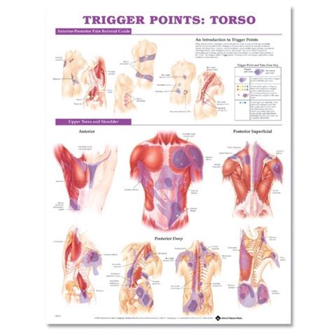 Buy Trigger Points: Torso Book Online at Low Prices in India | Trigger ...