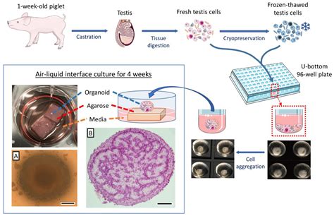 Generation of a Highly Biomimetic Organoid, Including Vasculature ...