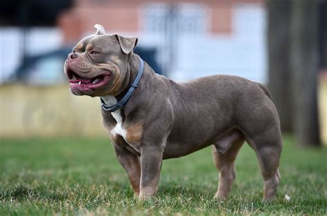 Amerikaanse Bulldog Mix