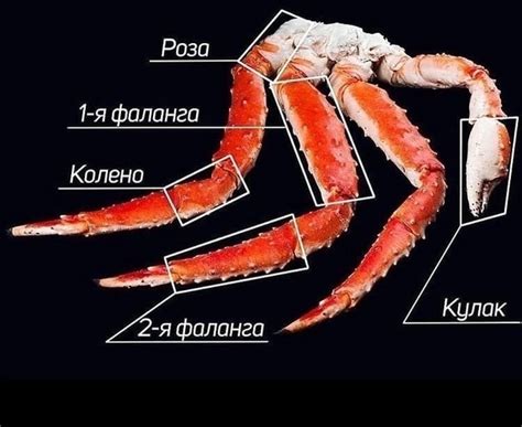 Анатомия краба. Давайте изучать его вместе ‍ . Самый часто задаваемый ...