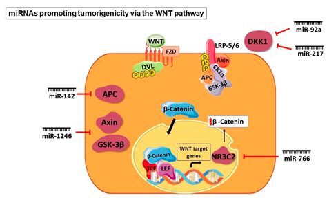 miRNA on the Battlefield of Cancer: Significance in Cancer Stem Cells ...