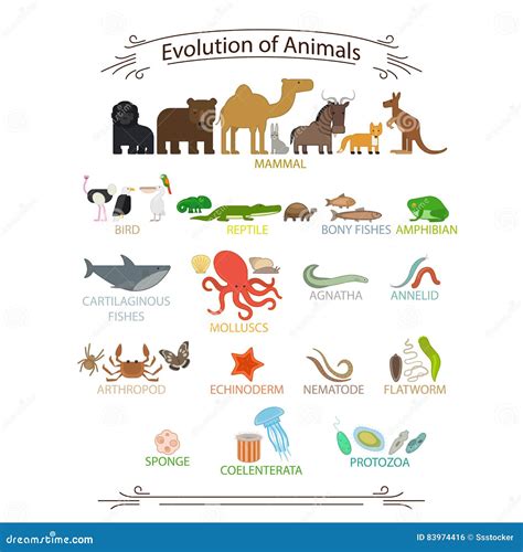 Evolution of Animals 的图像结果