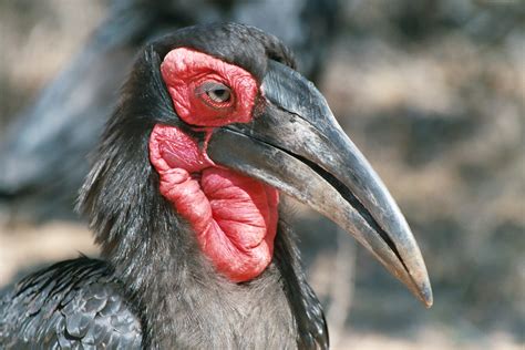 Avian Reintroduction and Translocation : Species : Southern Ground Hornbill