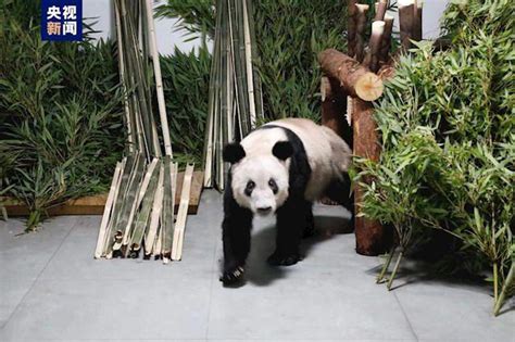 大熊猫丫丫到达北京动物园：暂时不对外展出 - 知乎