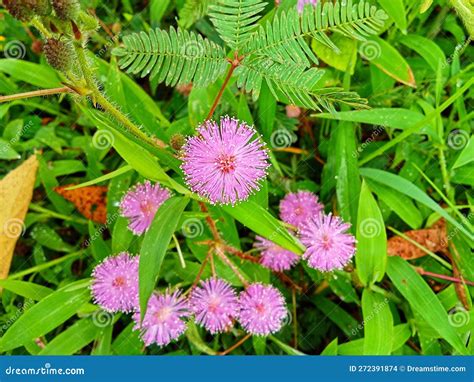 Shy Princess Plant or Mimosa Pudica Stock Photo - Image of petal ...