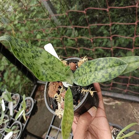 Paph. Montagnard (sukhakuli X callosum)- EOS – EXOTICA ORCHIDS