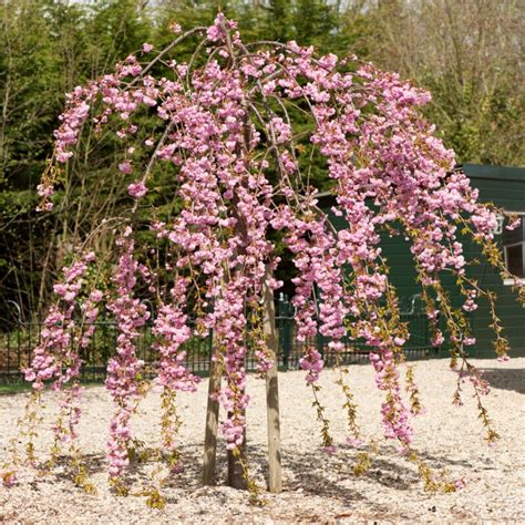 Dwarf Japanese Weeping Cherry Tree Dwarf Cherry Tree Hi Res Stock