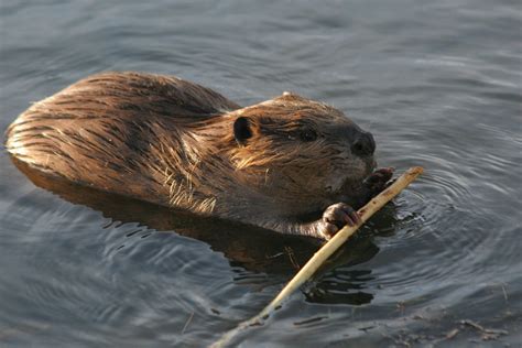 10 Animals You Can't Legally Remove From Your Oregon Home Or Garden