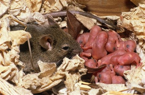 小老鼠是如何变身“实验动物之王”的？| 果壳 科技有意思