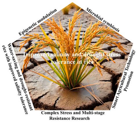 Physiological and Molecular Mechanisms of Rice Tolerance to Salt and ...