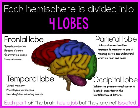 Kuvatulokset haulle what is brain