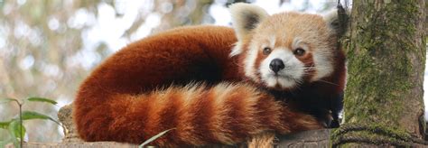 Padmaja Naidu Himalayan Zoological Park