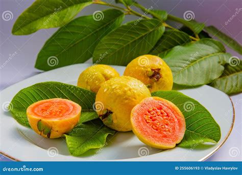 Ripe Yellow Fruits and Leaves of Guava on a White Background Stock ...