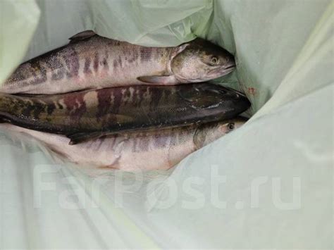 Кета свежая, цена за хвост - Рыба и морепродукты в Хабаровске