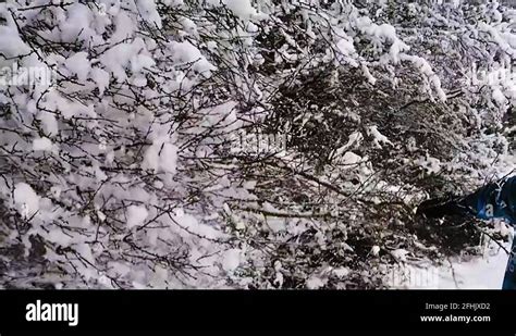 Image result for Tree Shaking