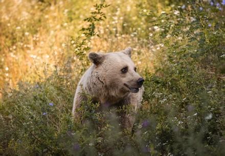 Working at FOUR PAWS - Animal Welfare Organisation
