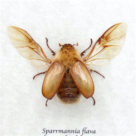 Rare Woolly Leaf Chafer Beetle Framed Specimen - Sparrmannia Flava - Etsy