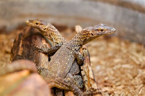 How Do Eels Reproduce