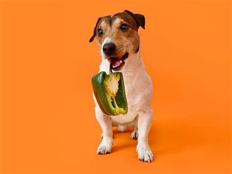 Vegan Pet Food 'Most Effective' Measure to Tackle Climate Footprint of Dogs & Cats