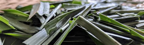 Citronella – Deyga Organics