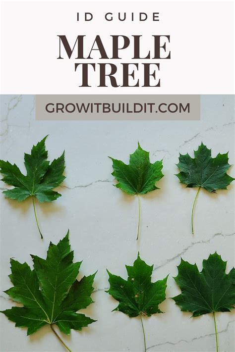 Image result for Maple Tree Identification