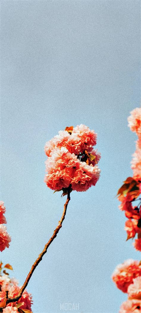 flower blossom orange and branch hd, Xiaomi Redmi Note 9 Pro, 1080x2400 HD Phone Wallpaper ...