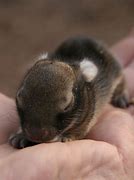 Image result for Raising Wild Baby Rabbits