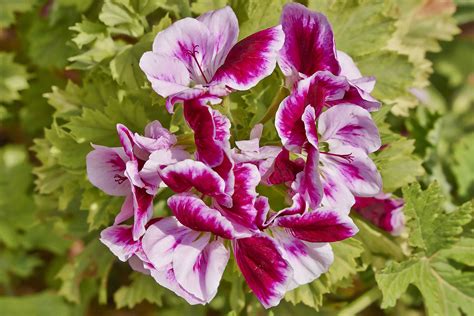 Top 22 Fragrant Flowers For a Heavenly Smelling Garden