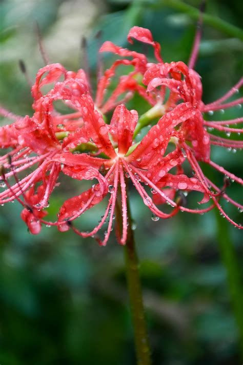 Lycoris radiata | red spiderlily | Meristem