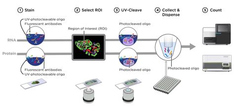 NanoString Spatial Transcriptomics 的图像结果