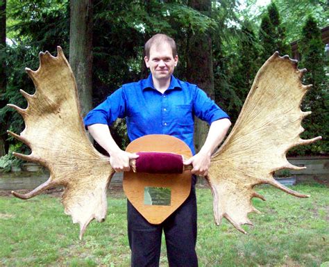 The Midnight Carver: Moose Antlers for Sale! Check them out!