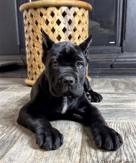 Cane Corso Puppies For Sale In Texas