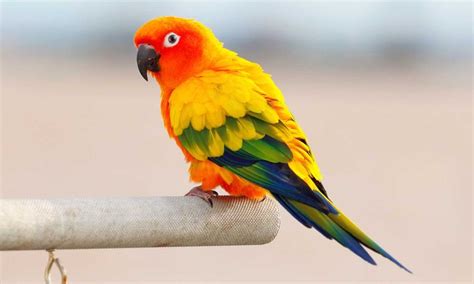 Image result for Java Design Paetterns