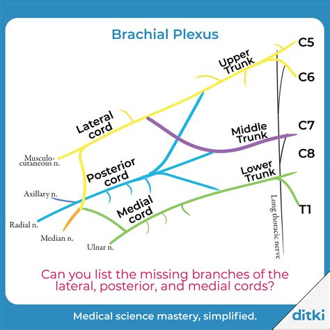 Brachial Plexus | Plexus products, Medical science, Brachial