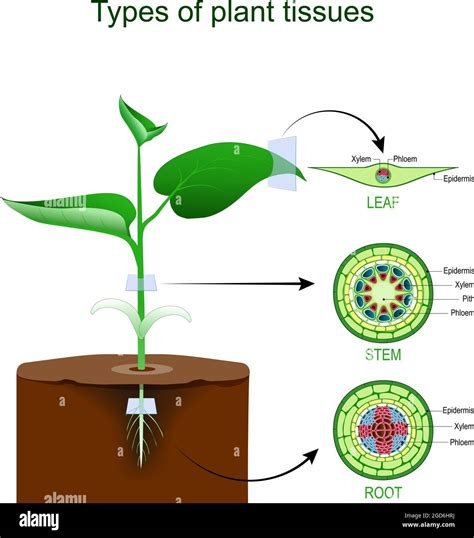 Phloem And Xylem In Plants